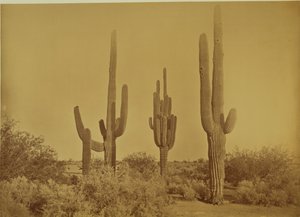 [Kaktus, Arizona - Cereus Giganteus] autorstwa Carleton Watkins