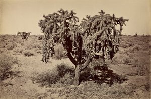 [Kaktus, pustynia Arizona] autorstwa Carleton Watkins