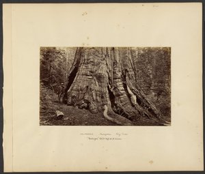 [Kalifornia - Mariposa Big Trees, "Washington" 270 stóp wysokości, 92 stopy obwodu]. autorstwa Carleton Watkins