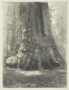 Kopia książki Carletona Watkinsa "Galen Clark Before the Grizzly Giant". autorstwa Carleton Watkins