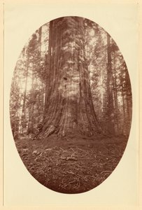 [Empire State Calaveras Grove]. autorstwa Carleton Watkins