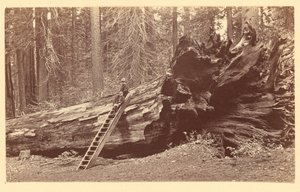 [Ojciec Leśnego Gaju Calaveras] autorstwa Carleton Watkins