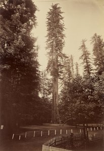 Olbrzymia sekwoja, Santa Cruz autorstwa Carleton Watkins