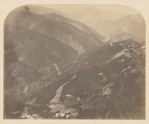 Józefina i sosna autorstwa Carleton Watkins