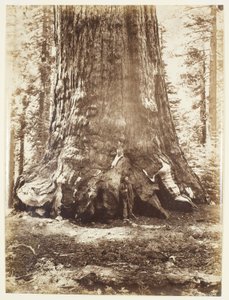 Sekcja Grizzly Giant z Galenem Clarkiem, Mariposa Grove, Yosemite autorstwa Carleton Watkins