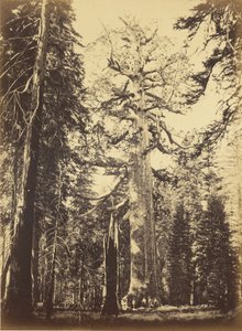  autorstwa Carleton Watkins