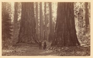  autorstwa Carleton Watkins