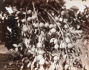 Bez tytułu [owoce na drzewie] autorstwa Carleton Watkins