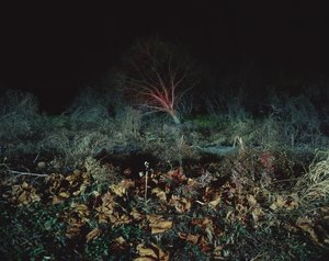 Malowanie w ciemności, 2011 autorstwa Carli Choi