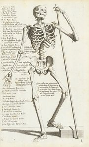 Studium anatomiczne ludzkiego szkieletu autorstwa Carlo Cesi autorstwa Carlo Cesi