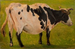 Czarno-biała krowa stojąca. Badanie