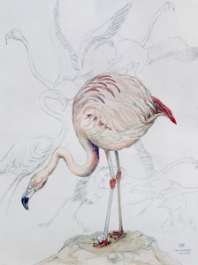 Flaming (ołówek i wc na papierze)