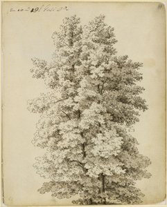 Grupa drzew autorstwa Caspar David Friedrich
