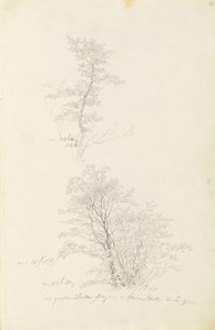 Grupa młodych drzew autorstwa Caspar David Friedrich