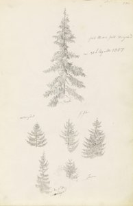 Sześć badań świerków i jodeł autorstwa Caspar David Friedrich