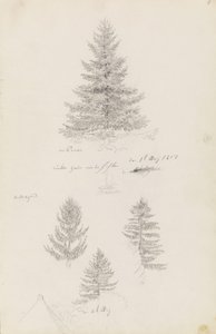 Jodła i trzy badania świerka autorstwa Caspar David Friedrich