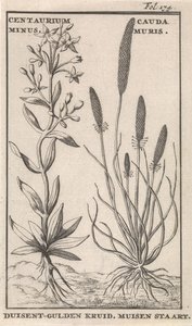 Centaury i ogon myszy Centaurium minus. Cauda Muris Ziele guldenu. Ogon myszy (tytuł na obiekcie)