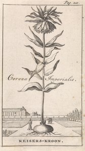 Korona cesarska Corona Imperialis / Korona Cesarska (tytuł na obiekcie) autorstwa Caspar Luyken