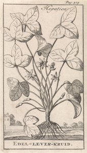 ziele wątroby Hepetica / Noble-Liver-Herb (tytuł na obiekcie) autorstwa Caspar Luyken