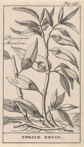brzoskwinia Persicaria Maculosa / Ziele Persika (tytuł na obiekcie) autorstwa Caspar Luyken