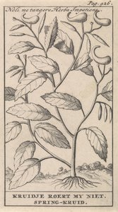 wiosenne zioło Noli me tangere, Herba Impatiens / Kruidje mnie nie porusza. Wiosenne zioło (tytuł na obiekcie) autorstwa Caspar Luyken