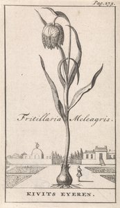 Strona tytułowa i osiem wydruków z kwiatami Kievitsbloem Fritillaria Meleagris / Kivits Eyeren (tytuł na obiekcie) autorstwa Caspar Luyken