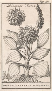 Strona tytułowa i osiem wydruków z kwiatami Weegbree Plantago Rosea / Roos gelykenende Weeg-bree (tytuł na obiekcie) autorstwa Caspar Luyken