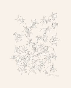 Badania botaniczne nad kwiatami