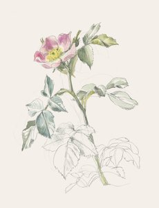 Delikatna różowa dzika róża autorstwa Catalina Somolinos