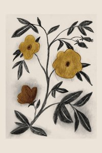 Złoty szkic botaniczny autorstwa Catalina Somolinos