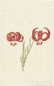 Czerwona Lilia autorstwa Catharina Lintheimer