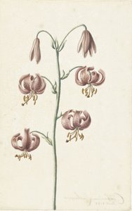 Gałązka z czerwonobrązowymi liliami autorstwa Catharina Lintheimer