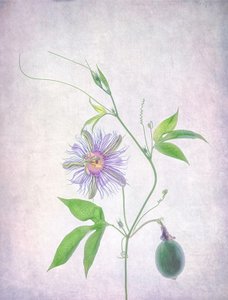 Żywa passiflora autorstwa Catherine Wang