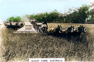 Farma pszenicy Grenfell, Australia, ok. 1920 r.