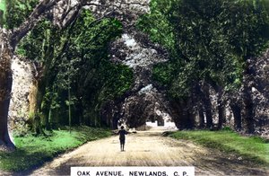 Oak Avenue, Newlands, Johannesburg, Gauteng, RPA, ok. 1920 r. autorstwa Cavenders Ltd