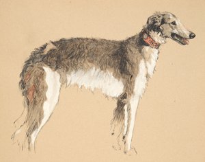 Borzoj, 1930, Ilustracje z jego szkicownika używanego do Just Among Friends, później wydane przez Eyre i Spottiswoode Limited, 1934 (kreda i węgiel drzewny na papierze) autorstwa Cecil Charles Windsor Aldin