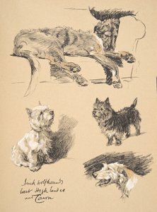 Wilczarz irlandzki, West Highlander and Cairn, 1930, Ilustracje z jego szkicownika użytego do „Just Among Friends”, Aldin, Cecil Charles Windsor (1870-1935), później wydane przez Eyre i Spottiswoode L. autorstwa Cecil Charles Windsor Aldin