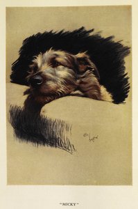 „Micky”. Portret psa, teriera autorstwa Cecil Charles Windsor Aldin