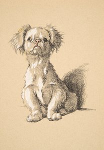 Peke, 1930, Ilustracje z jego szkicownika używanego do Just Among Friends, Aldin, Cecil Charles Windsor (1870-1935), później wydane przez Eyre i Spottiswoode Limited, 1934, Chalk and Charcoal na papierze autorstwa Cecil Charles Windsor Aldin
