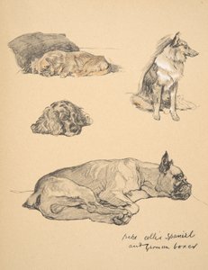Peke, Collie, Spaniel i niemiecki bokser, 1930, Ilustracje z jego szkicownika do "Just Among Friends", Aldin, Cecil Charles Windsor (1870-1935), Wydane przez Eyre i Spottiswoode Limited, 1934, C autorstwa Cecil Charles Windsor Aldin