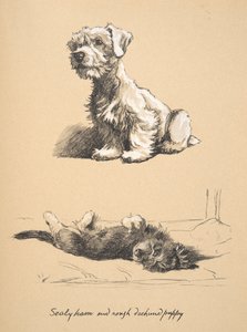Sealyham and Rough Dachshund Puppy, 1930, Ilustracje ze szkicownika używanego w Just Among Friends, później wydane przez Eyre i Spottiswoode Limited, 1934 (kreda i węgiel na papierze) autorstwa Cecil Charles Windsor Aldin