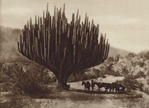 Meksyk: Kaktus w kształcie świecznika, Oaxaca (zdjęcie czarno-białe)