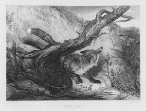 Lis (grawerowanie) autorstwa Charles (after) Hancock