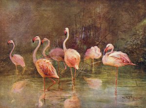 Flamingi (kolor lito) autorstwa Charles (after) Whymper