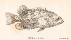 Cichla, Eneasz
