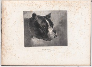 Buldog autorstwa Charles Aubry