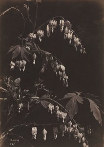 Kwiecista martwa natura Krwawiące serca, ok. 1930 r. 1865.