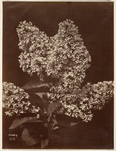 [Bzy] autorstwa Charles Aubry