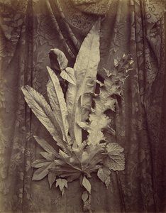 [Studium liści na tle kwiecistej koronki], 1864. autorstwa Charles Aubry
