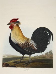 Kogut, Phasianus, z „Wyboru ptaków brytyjskich”, wyd. 1835 (grawerowanie ręcznie kolorowane) autorstwa Charles Auguste (after) Steuben